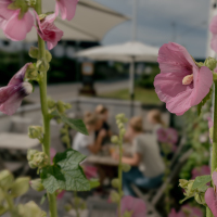 Book a table at Kesses Hus Klitmoller